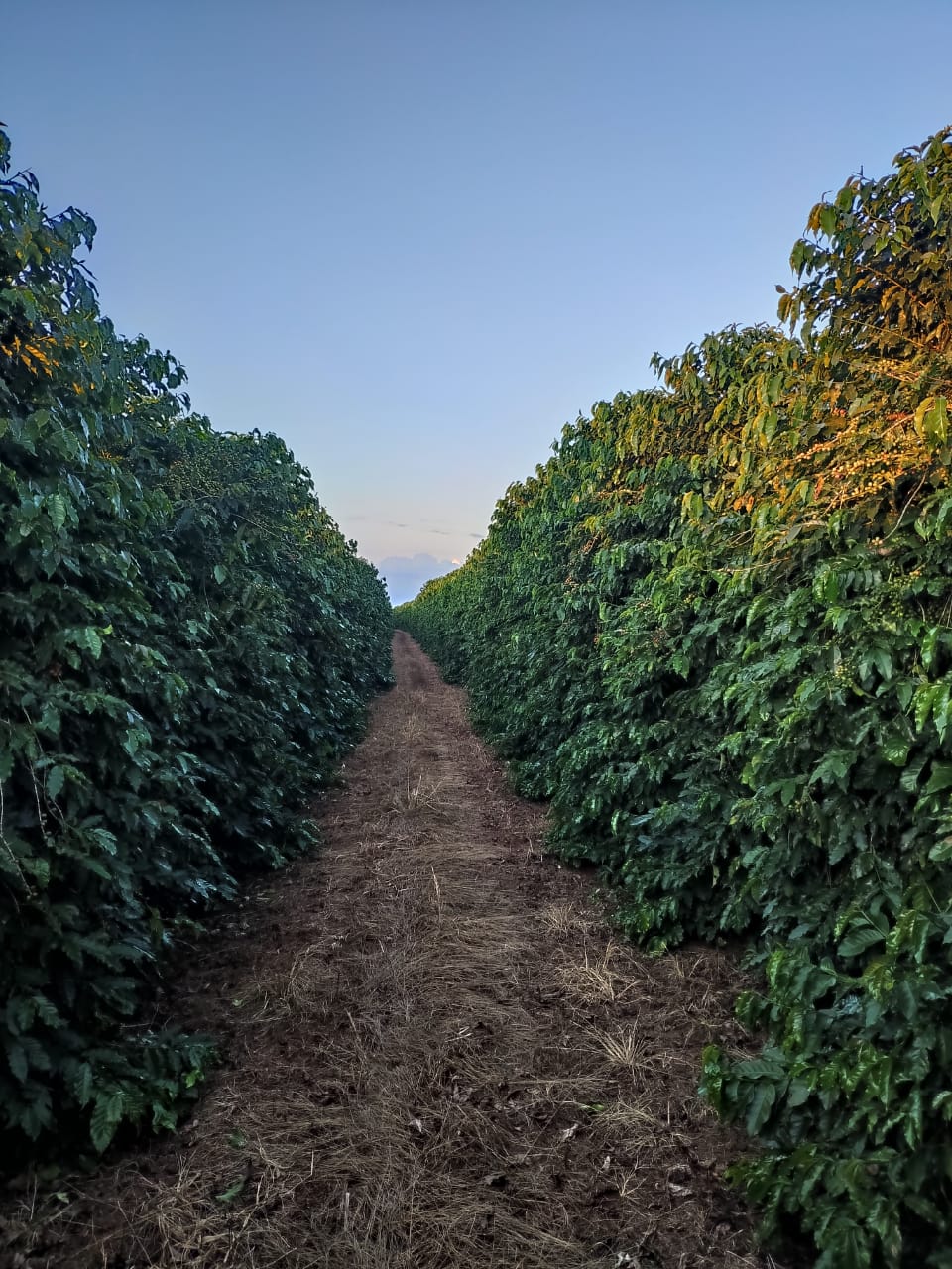 Café Rapadura Verde